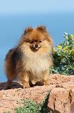 SPITZ ALLEMAND 354